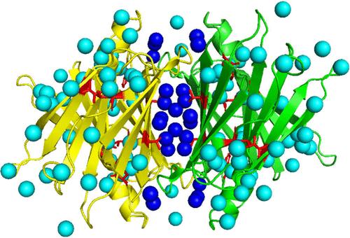 Water Plays Key Roles in Stabilities of Wild Type and Mutant Transthyretin Complexes.