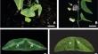 The structural nature of Passiflora organensis Gardner leaf variegation