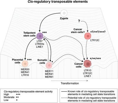 Transposable elements as drivers of dedifferentiation: Connections between enhancers in embryonic stem cells, placenta, and cancer