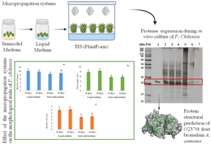 In vitro propagation strategies of Puya chilensis as an alternative for obtaining new cysteine proteases