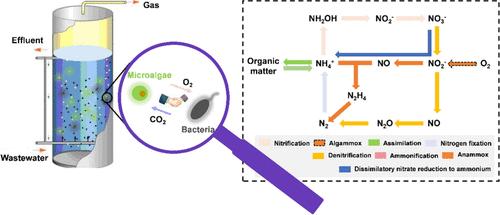 Microalgae Shed Light on Interconnected Nitrogen Transformation in Microalgal-Bacterial Consortia