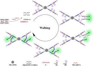 DNA nanosensor based on bipedal 3D DNA walker-driven proximal catalytic hairpin assembly for sensitive and fast TK1 mRNA detection.