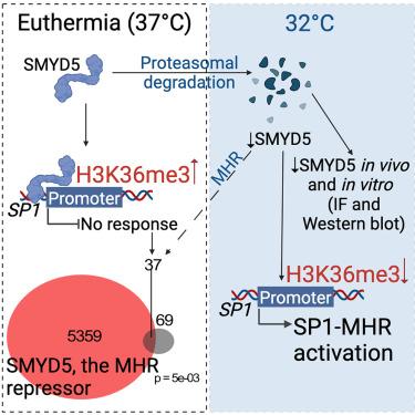 SMYD5 is a regulator of the mild hypothermia response.