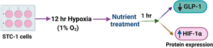 Effect of hypoxia on GLP-1 secretion - an in vitro study using enteroendocrine STC-1 -cells as a model.