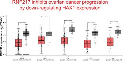 Ring Finger Protein 217 Inhibits Ovarian Cancer Progression by Down-Regulating HAX1 Expression