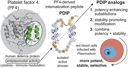 Enhancing the Intrinsic Antiplasmodial Activity and Improving the Stability and Selectivity of a Tunable Peptide Scaffold Derived from Human Platelet Factor 4.