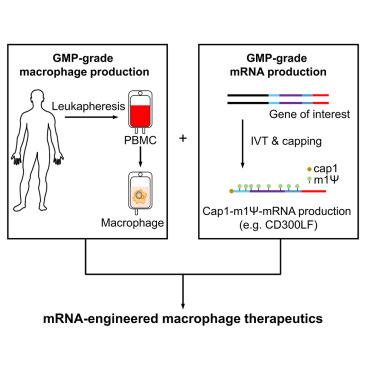 Macrophage manufacturing and engineering with 5’-Cap1 and N1-methylpseudouridine-modified mRNA