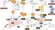 Interaction Between Primary Hyperlipidemias and Type 2 Diabetes: Therapeutic Implications.