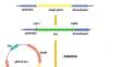 Multiple genes deletion based on Cre-loxP marker-less gene deletion system for the strains from the genus of Pectobacterium.