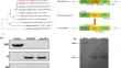 A key component Rxt3 in the Rpd3L histone deacetylase complex regulates development, stress tolerance, amylase production and kojic acid synthesis in Aspergillus oryzae.