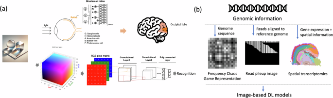 Genome analysis through image processing with deep learning models