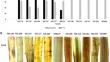 Screening of heat stress-tolerant weedy rice and SNP identification of heat-tolerance-related genes