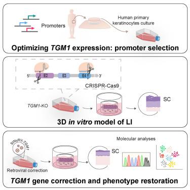 A cellular disease model towards gene therapy of TGM1-dependent Lamellar Ichthyosis