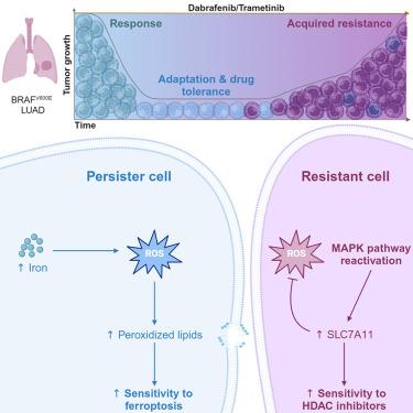 In vivo vulnerabilities to GPX4 and HDAC inhibitors in drug-persistent versus drug-resistant BRAFV600E lung adenocarcinoma