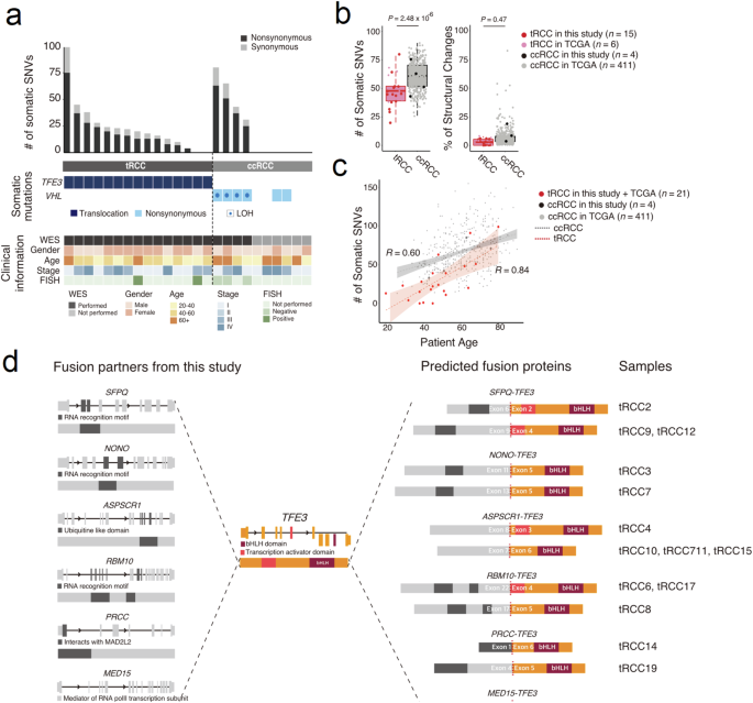 Comprehensive molecular characterization of TFE3-rearranged renal cell carcinoma