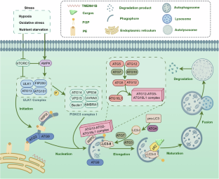 Natural autophagy modulators in non-communicable diseases: from autophagy mechanisms to therapeutic potential