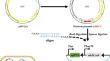 Efficient genome engineering in Mycolicibacterium neoaurum using Cas9 from Streptococcus thermophilus.