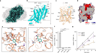 Transport and inhibition mechanisms of the human noradrenaline transporter