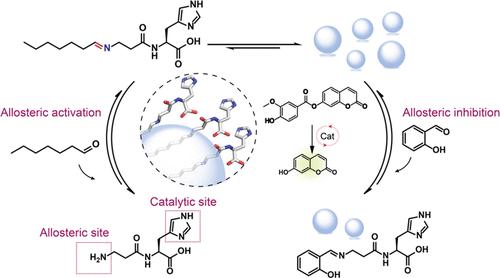 Allosteric Control of the Catalytic Properties of Dipeptide-Based Supramolecular Assemblies.