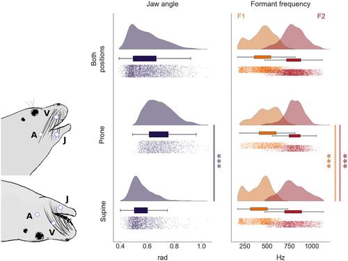 Vocal tract dynamics shape the formant structure of conditioned vocalizations in a harbor seal