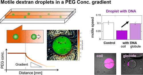 Marangoni Droplets of Dextran in PEG Solution and Its Motile Change Due to Coil-Globule Transition of Coexisting DNA.