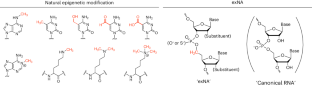 Enhancing siRNA efficacy in vivo with extended nucleic acid backbones.