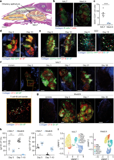 Turbinate-homing IgA-secreting cells originate in the nasal lymphoid tissues