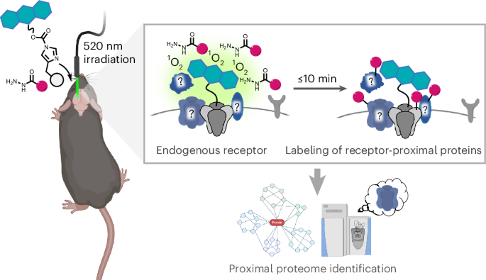 Photoproximity labeling of endogenous receptors in the live mouse brain in minutes.