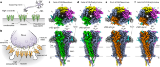 Structural switch in acetylcholine receptors in developing muscle