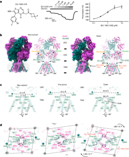 Molecular mechanism of ligand gating and opening of NMDA receptor