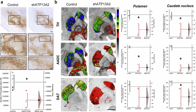 Nigral ATP13A2 depletion induces Parkinson's disease-related neurodegeneration in a pilot study in non-human primates.