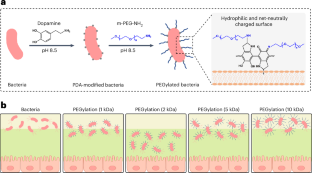 PEGylated bacteria penetrate mucus and strengthen the gut mucosal barrier