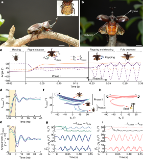 Passive wing deployment and retraction in beetles and flapping microrobots