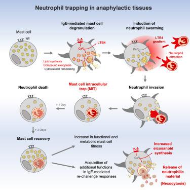 Neutrophil trapping and nexocytosis, mast cell-mediated processes for inflammatory signal relay