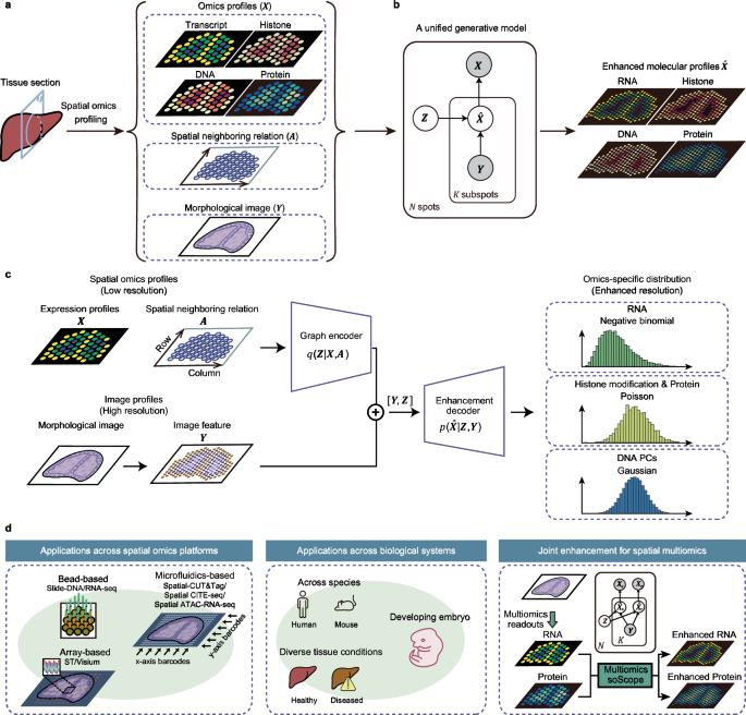 Tissue characterization at an enhanced resolution across spatial omics platforms with deep generative model