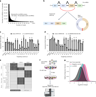 Systematic loss-of-function screens identify pathway-specific functional circular RNAs