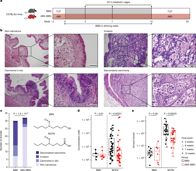 Gut microbiota carcinogen metabolism causes distal tissue tumours