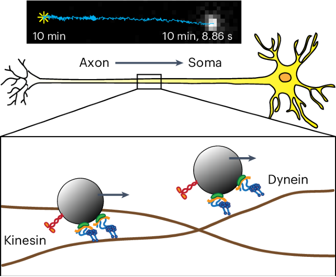 Nanometer-resolution tracking of single cargo reveals dynein motor mechanisms.