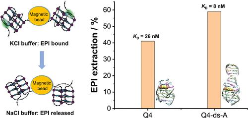Enhanced Recognition of a Herbal Compound Epiberberine by a DNA Quadruplex-Duplex Structure.