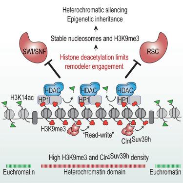 Nucleosome remodeler exclusion by histone deacetylation enforces heterochromatic silencing and epigenetic inheritance