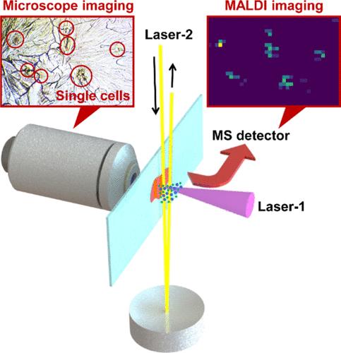 Enhanced MALDI-2 Sensitivity with Reflecting Post-Ionization Laser for High-Resolution MS Imaging Combined with Real-Time Microscope Imaging.