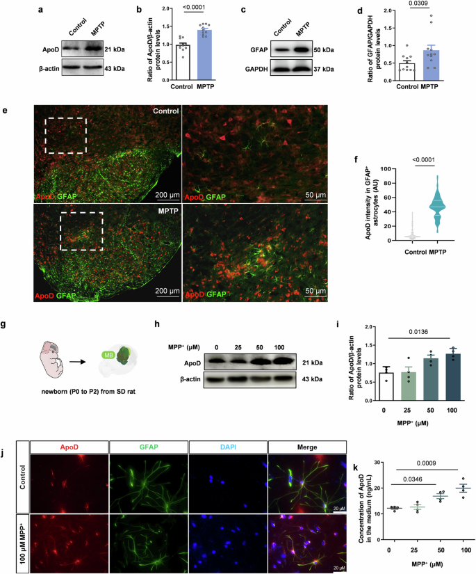 Astrocyte-derived apolipoprotein D is required for neuronal survival in Parkinson's disease.