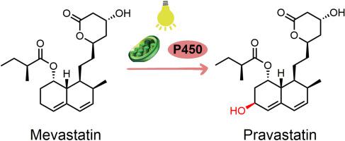 Light-driven enzymatic conversion of mevastatin into pravastatin by coupling P450sca-2 with cyanobacterial photosynthetic system