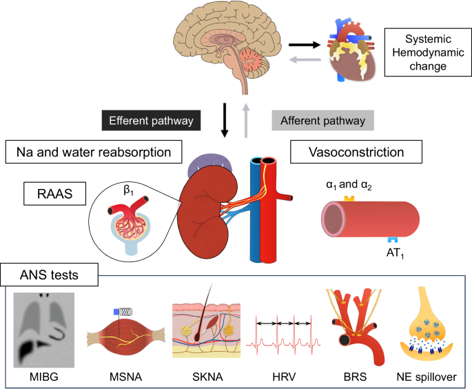 Renal autonomic dynamics in hypertension: how can we evaluate sympathetic activity for renal denervation?