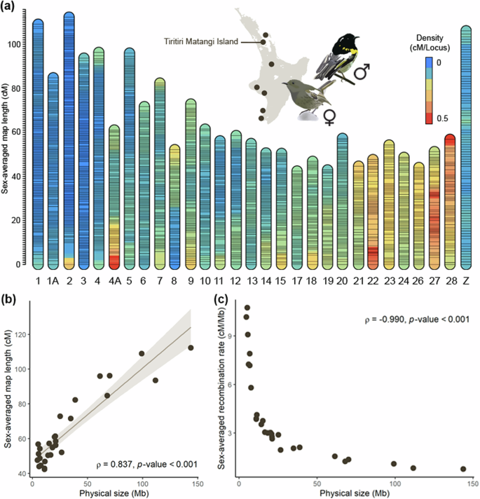 A high-density linkage map reveals broad- and fine-scale sex differences in recombination in the hihi (stitchbird; Notiomystis cincta)