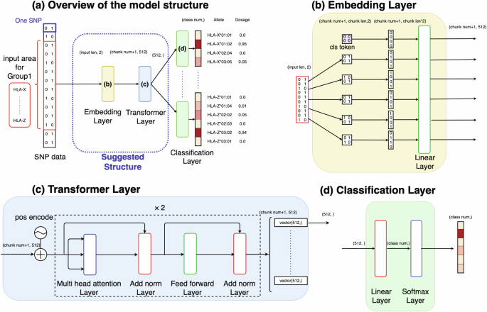 Efficient HLA imputation from sequential SNPs data by transformer