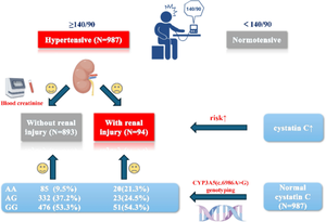 Associations Between CYP3A5 (c.6986A>G) Gene Polymorphism and Kidney Impairment in Hypertensive Adults Without Cystatin C Elevation.