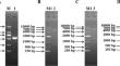 Arf1 promotes porcine intestinal epithelial cell proliferation via the mTORC1 signaling pathway.