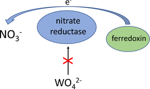 Gene sll1454 is important for growth of Synechocystis sp. PCC 6803 on nitrate as the only source of nitrogen