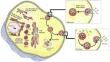 Advancements in Nano-Mediated Biosensors: Targeting Cancer Exosome Detection